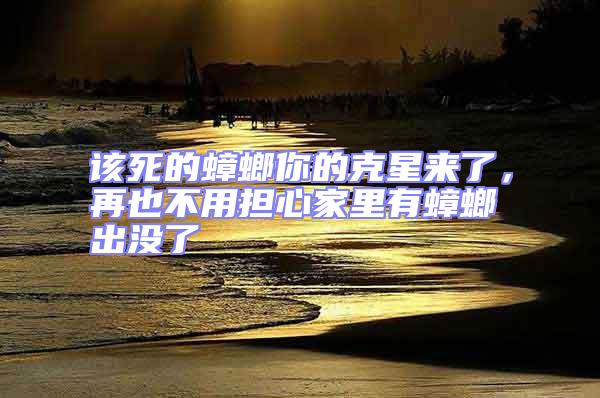 該死的蟑螂你的克星來了，再也不用擔心家里有蟑螂出沒了