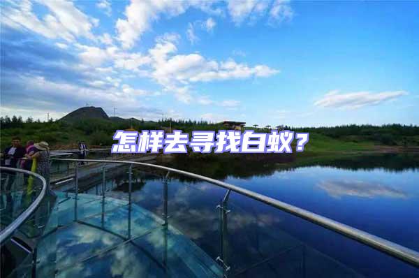 怎樣去尋找白蟻？