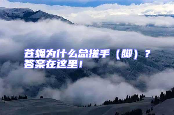 蒼蠅為什么總搓手（腳）？答案在這里！