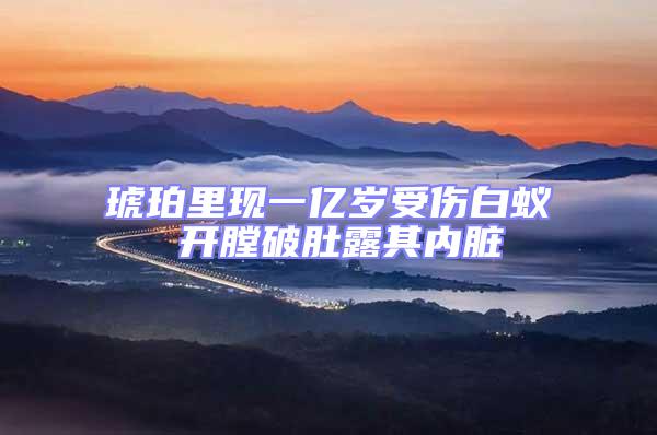 琥珀里現(xiàn)一億歲受傷白蟻 開(kāi)膛破肚露其內(nèi)臟