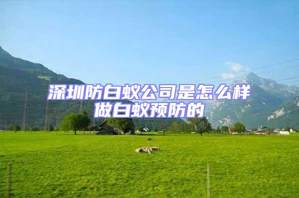 深圳防白蟻公司是怎么樣做白蟻預(yù)防的