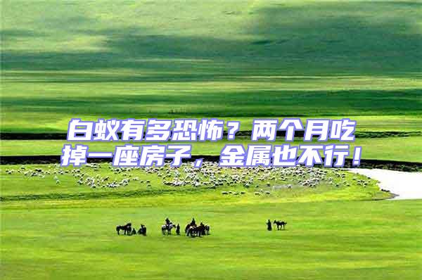 白蟻有多恐怖?兩個月吃掉一座房子,金屬也不行!