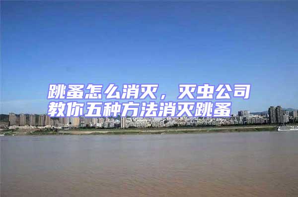 跳蚤怎么消滅，滅蟲公司教你五種方法消滅跳蚤