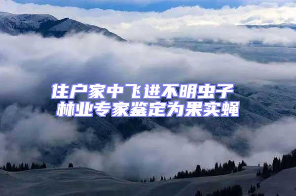 住戶家中飛進不明蟲子 林業專家鑒定為果實蠅