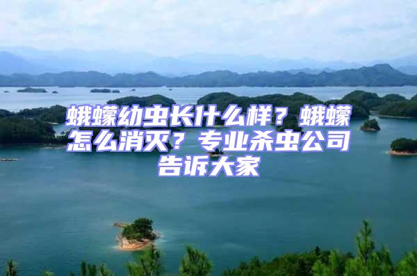 蛾蠓幼蟲長什么樣？蛾蠓怎么消滅？專業(yè)殺蟲公司告訴大家