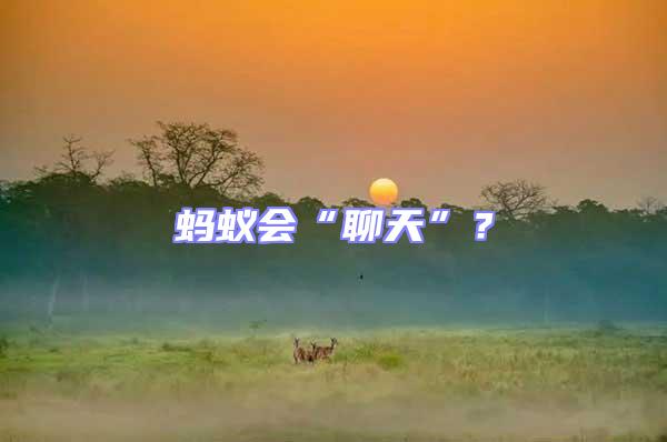 螞蟻會“聊天”?