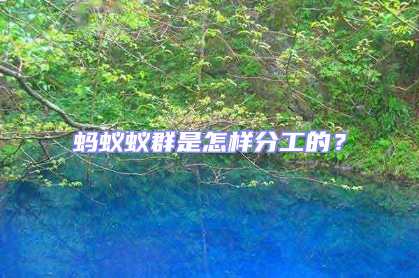 螞蟻蟻群是怎樣分工的?
