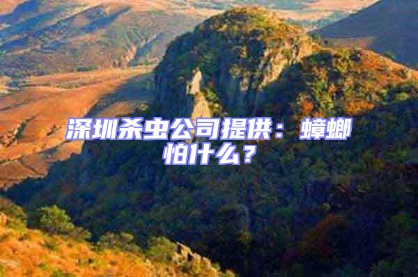 深圳殺蟲公司提供：蟑螂怕什么？
