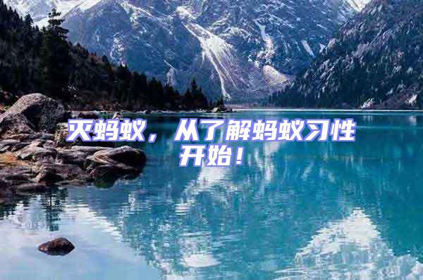 滅螞蟻，從了解螞蟻習性開始！