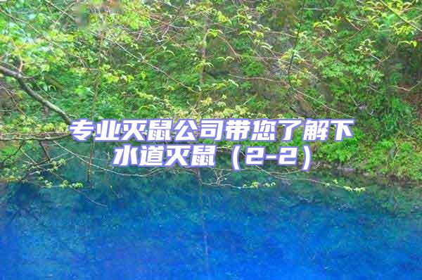 專業滅鼠公司帶您了解下水道滅鼠（2-2）