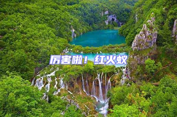 厲害啦！紅火蟻