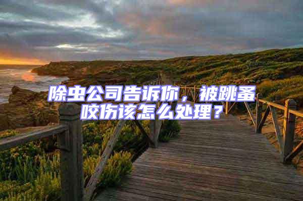 除蟲公司告訴你，被跳蚤咬傷該怎么處理？