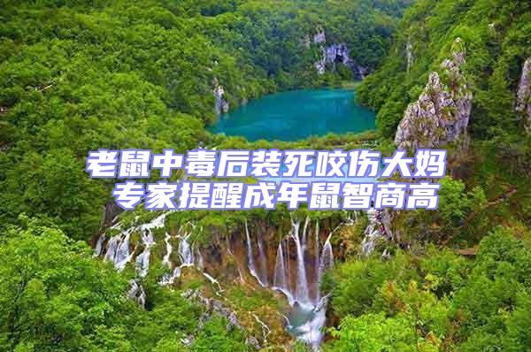 老鼠中毒后裝死咬傷大媽 專家提醒成年鼠智商高