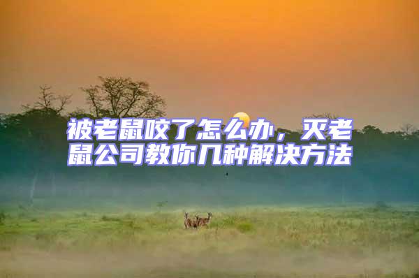 被老鼠咬了怎么辦，滅老鼠公司教你幾種解決方法