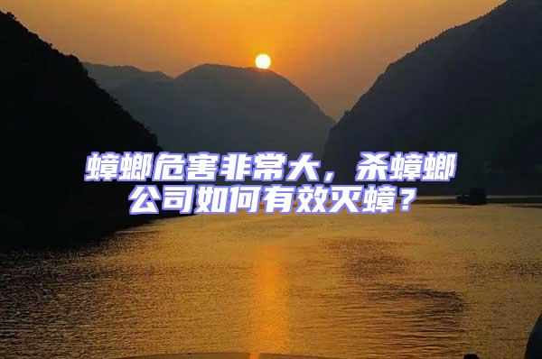 蟑螂危害非常大，殺蟑螂公司如何有效滅蟑？