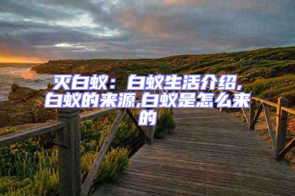 滅白蟻:白蟻生活介紹,白蟻的來(lái)源,白蟻是怎么來(lái)的