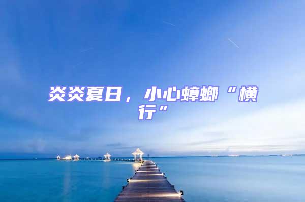 炎炎夏日,小心蟑螂“橫行”