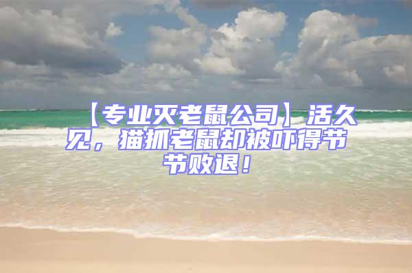 【專業滅老鼠公司】活久見，貓抓老鼠卻被嚇得節節敗退！