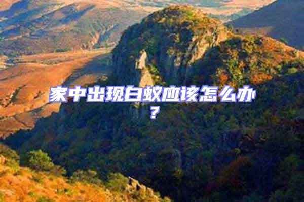 家中出現白蟻應該怎么辦？