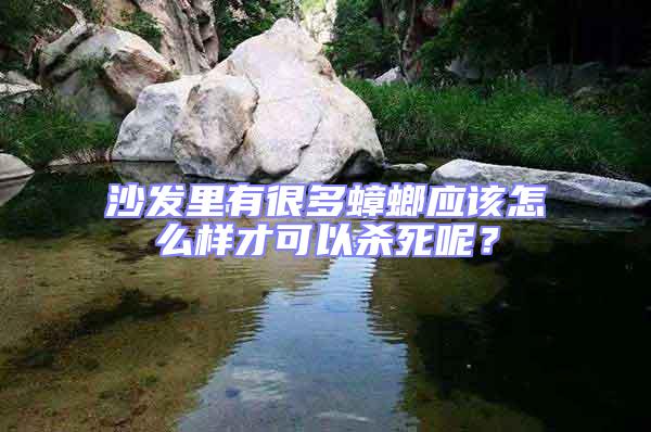 沙發(fā)里有很多蟑螂應(yīng)該怎么樣才可以殺死呢?