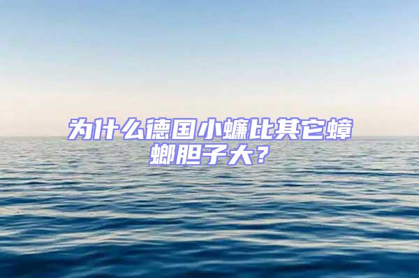 為什么德國(guó)小蠊比其它蟑螂膽子大？