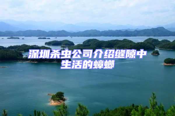 深圳殺蟲公司介紹縫隙中生活的蟑螂