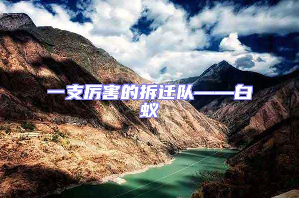 一支厲害的拆遷隊——白蟻