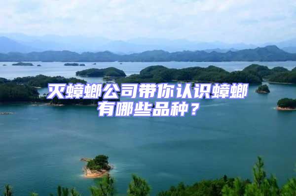 滅蟑螂公司帶你認識蟑螂有哪些品種？