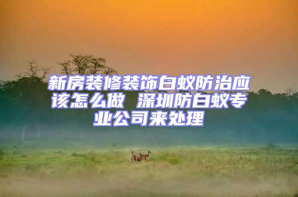 新房裝修裝飾白蟻防治應該怎么做 深圳防白蟻專業公司來處理