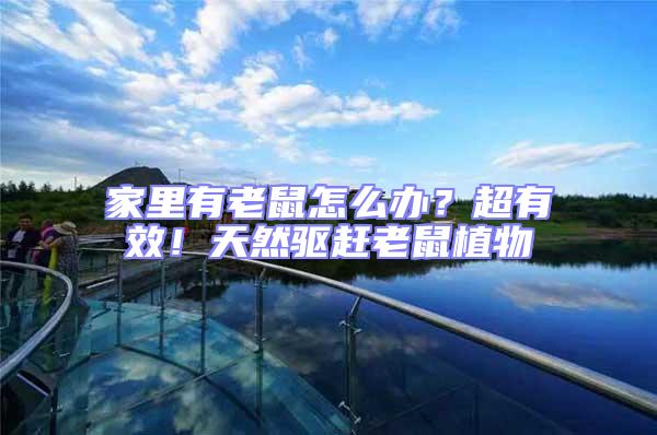 家里有老鼠怎么辦?超有效!天然驅趕老鼠植物