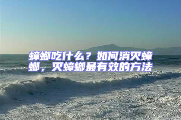 蟑螂吃什么？如何消滅蟑螂，滅蟑螂最有效的方法