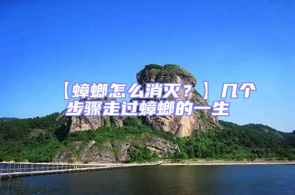 【蟑螂怎么消滅?】幾個步驟走過蟑螂的一生