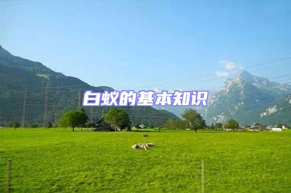 白蟻的基本知識(shí)