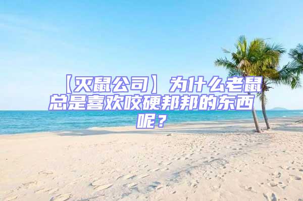 【滅鼠公司】為什么老鼠總是喜歡咬硬邦邦的東西呢？