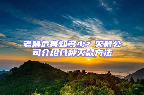 老鼠危害知多少？滅鼠公司介紹幾種滅鼠方法