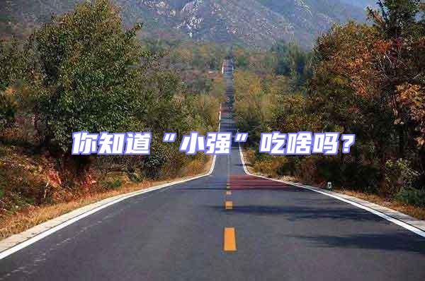 你知道“小強(qiáng)”吃啥嗎？