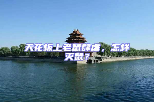 天花板上老鼠肆虐，怎樣滅鼠？