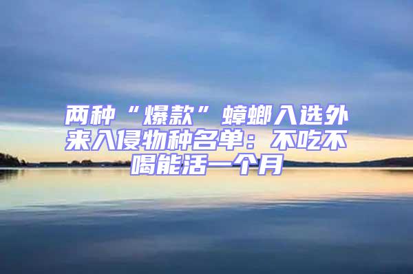 兩種“爆款”蟑螂入選外來入侵物種名單:不吃不喝能活一個月