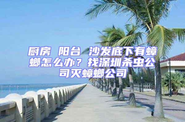 廚房 陽臺 沙發底下有蟑螂怎么辦?找深圳殺蟲公司滅蟑螂公司