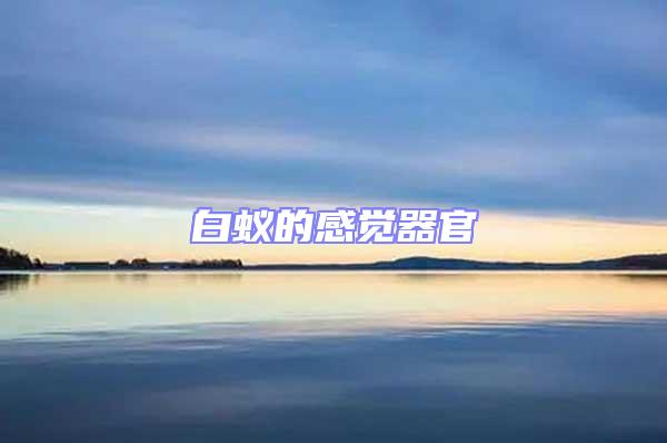 白蟻的感覺器官