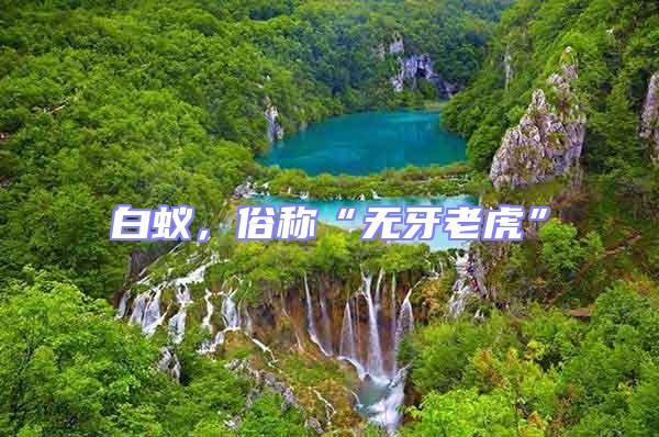 白蟻，俗稱“無牙老虎”