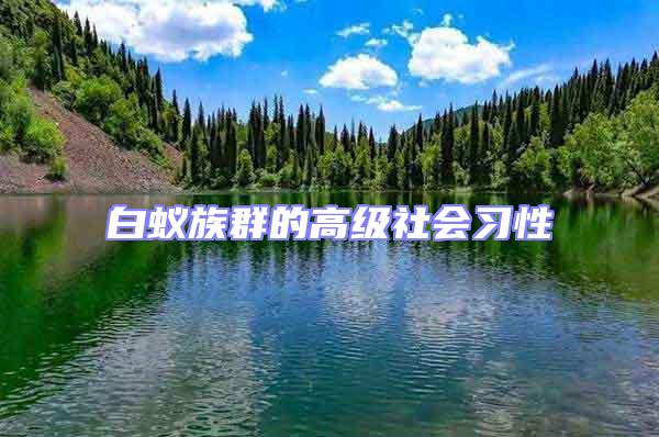 白蟻?zhàn)迦旱母呒?jí)社會(huì)習(xí)性