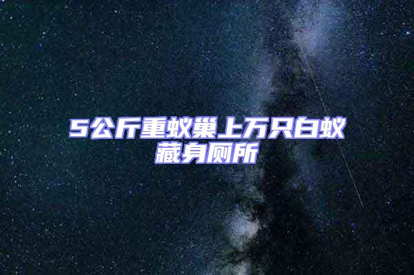 5公斤重蟻巢上萬只白蟻藏身廁所