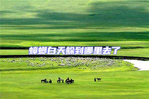 蟑螂白天躲到哪里去了