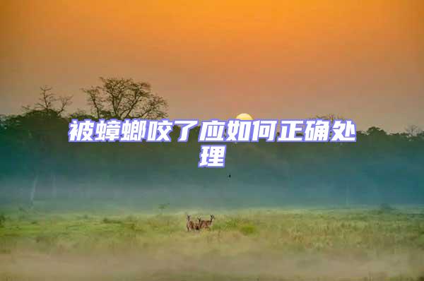 被蟑螂咬了應如何正確處理