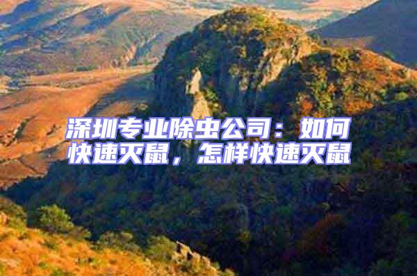 深圳專業除蟲公司：如何快速滅鼠，怎樣快速滅鼠