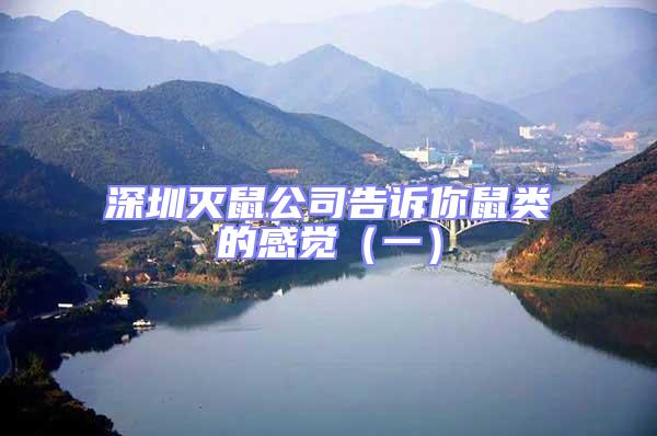 深圳滅鼠公司告訴你鼠類的感覺（一）