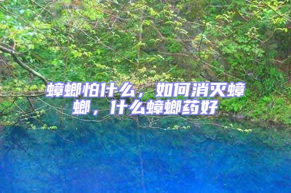 蟑螂怕什么,如何消滅蟑螂,什么蟑螂藥好