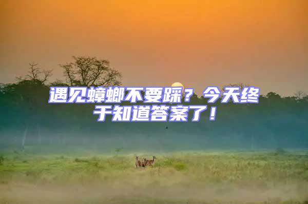 遇見蟑螂不要踩？今天終于知道答案了！