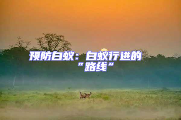 預防白蟻：白蟻行進的“路線”